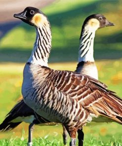 Nene Goose Paint By Numbers