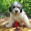 Romanian Shepherd Dog Puppy Paint By Numbers