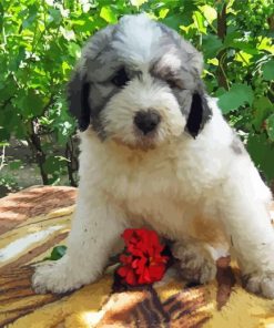 Romanian Shepherd Dog Puppy Paint By Numbers