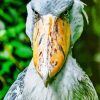 Shoebill Stork Paint By Numbers