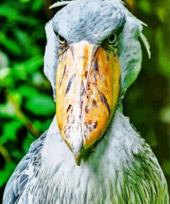 Shoebill Stork Paint By Numbers