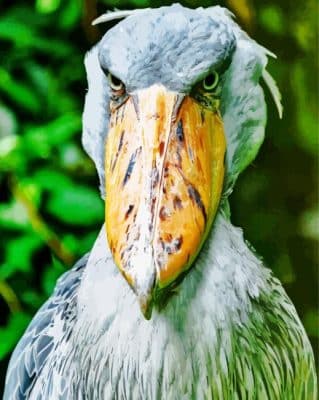 Shoebill Stork Paint By Numbers