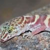 Western Desert Gecko Animal Paint By Numbers