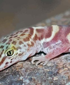 Western Desert Gecko Animal Paint By Numbers