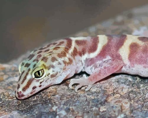 Western Desert Gecko Animal Paint By Numbers