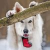 Swiss Shepherd Holding Branch Paint By Numbers