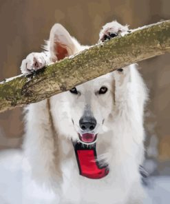 Swiss Shepherd Holding Branch Paint By Numbers