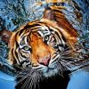 Wild Tiger In Water Paint By Numbers