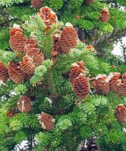 Balsam Fir Tree Paint By Numbers