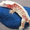 Lilly White Crested Gecko Paint By Numbers