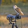 Owl Bird And Camera Paint By Numbers