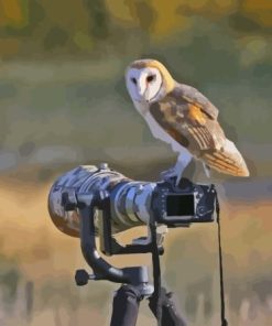 Owl Bird And Camera Paint By Numbers