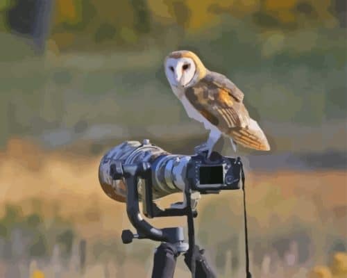 Owl Bird And Camera Paint By Numbers