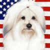 Patriotic Coton De Tulear Paint By Numbers