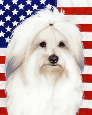 Patriotic Coton De Tulear Paint By Numbers