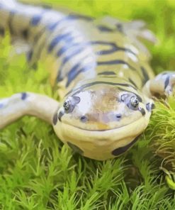 Salamander Face Paint By Numbers