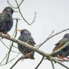 Starling Birds On Sticks Paint By Numbers