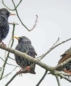 Starling Birds On Sticks Paint By Numbers