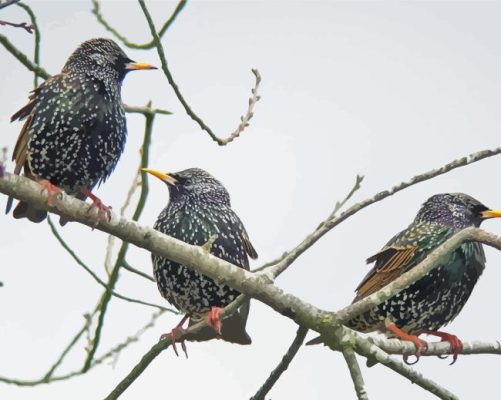 Starling Birds On Sticks Paint By Numbers