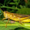 Yellow Grasshoppers Paint By Numbers