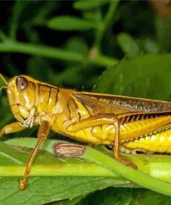 Yellow Grasshoppers Paint By Numbers