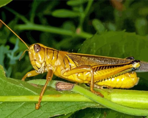 Yellow Grasshoppers Paint By Numbers