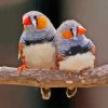 Zebra Finch Couple Paint By Numbers