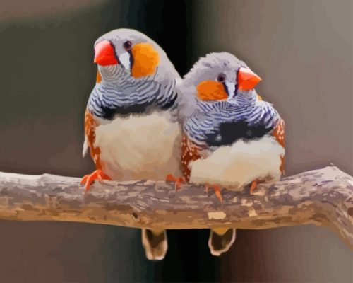 Zebra Finch Couple Paint By Numbers