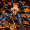 Blue And Brown Spider Paint By Numbers