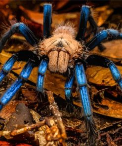 Blue And Brown Spider Paint By Numbers