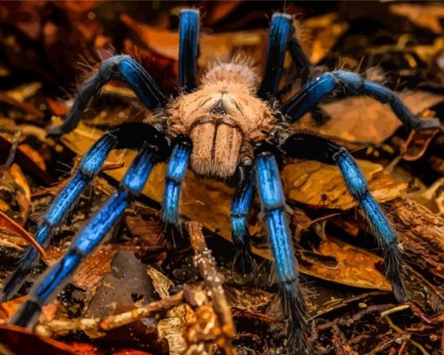 Blue And Brown Spider Paint By Numbers