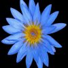 Blue Water Lily Flower Paint By Numbers