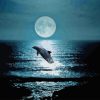 Dolphin At Night Paint By Numbers