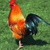 Rhode Island Red Paint By Numbers