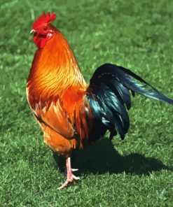 Rhode Island Red Paint By Numbers