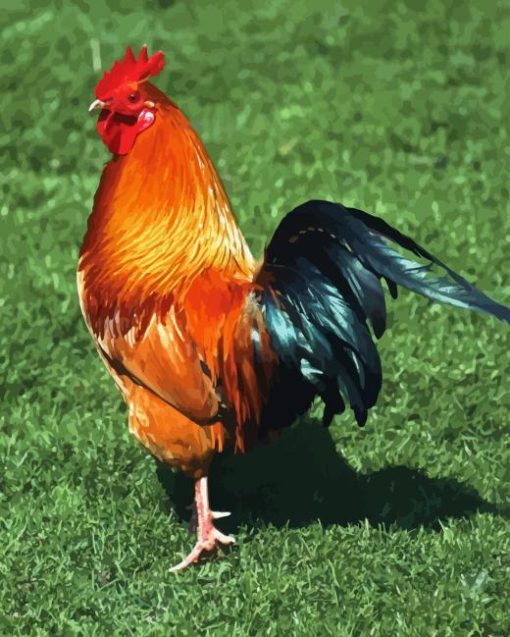 Rhode Island Red Paint By Numbers