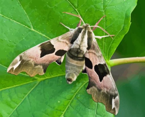 Banded Sphinx Paint By Numbers