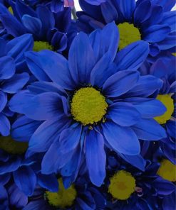 Blue Daisies Paint By Numbers