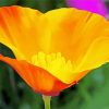 California Poppy Paint By Numbers