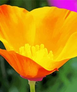 California Poppy Paint By Numbers