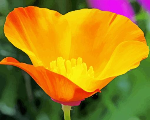 California Poppy Paint By Numbers