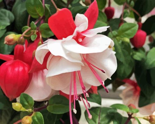 Fuchsia Flower Paint By Numbers