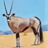 Gemsbok Animal Paint By Numbers