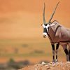 Gemsbok Paint By Numbers