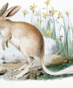 Greater Bilby Paint By Numbers