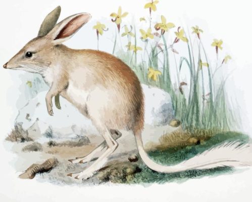 Greater Bilby Paint By Numbers