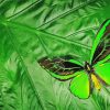 Green Black Butterfly Paint By Numbers