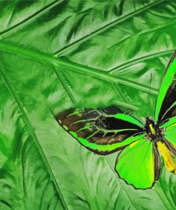 Green Black Butterfly Paint By Numbers