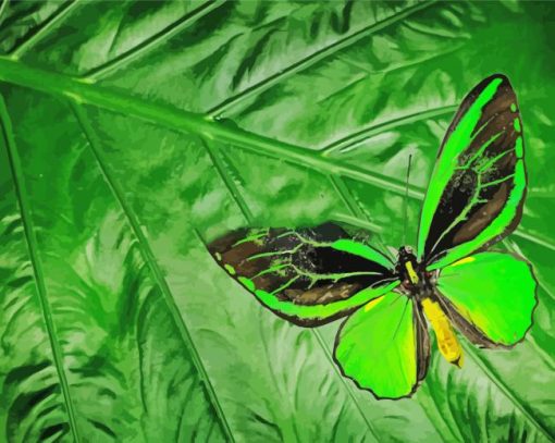 Green Black Butterfly Paint By Numbers