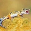 Leopard Gecko Paint By Numbers